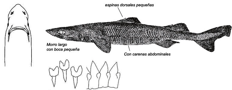 Zameus squamulosus_02.jpg